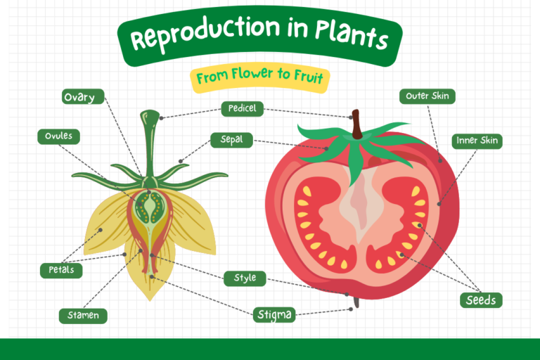 reproduction in plants